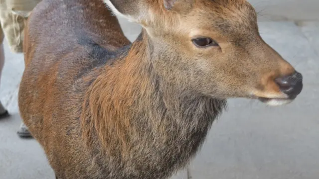 久しぶりに奈良観光