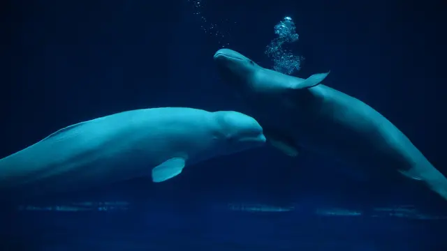 島根・鳥取の縁結びの旅。