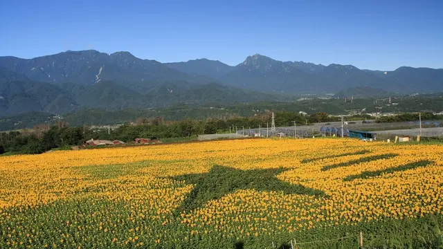 夏はやっぱり明野のひまわり🌻見ないと!!