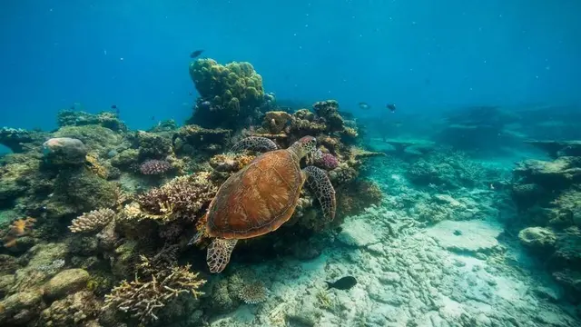 【オーストラリア】ケアンズで2つの世界遺産を巡る弾丸2泊3日プラン