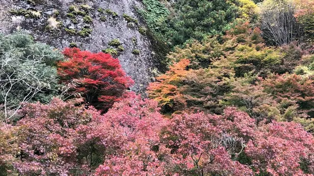 紅葉狩り