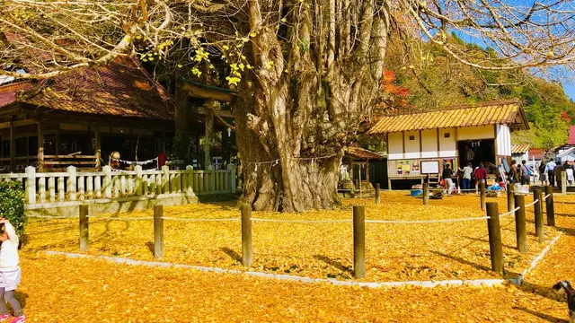 広島県内紅葉ドライブ🍁