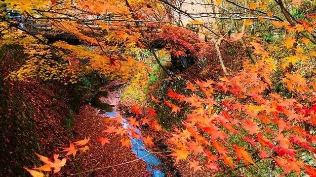 まだ粘る中国地方紅葉ドライブ🍁