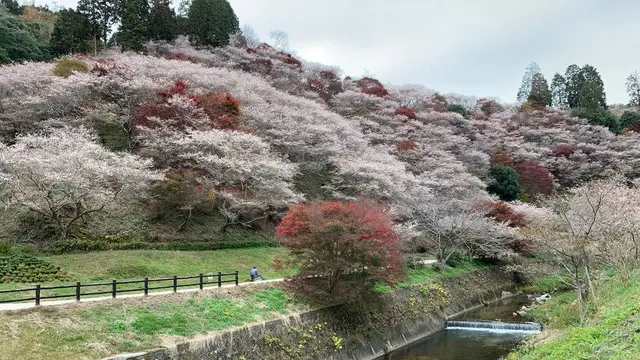 四季桜