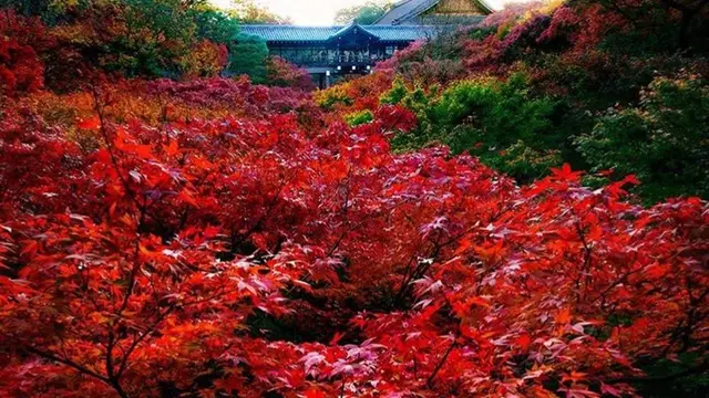 🍁河原町から奧宇治へ