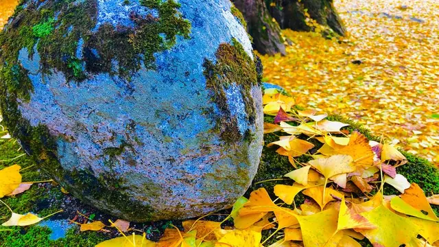 イルミネーション目指して紅葉発見🍁