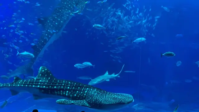 沖縄旅行
