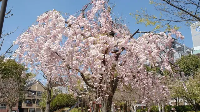 長崎🌸公園でのんびり過ごす一日🌸