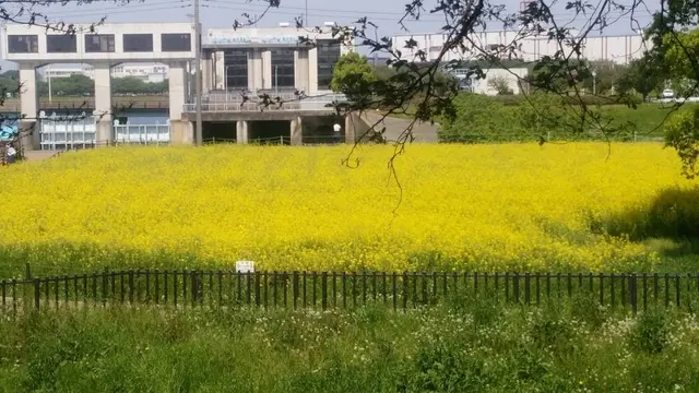 埼玉幸手・権現堂公園で子どももペットもたのしめるブルットマーケット開催！ | 「さいほく」－埼玉県…