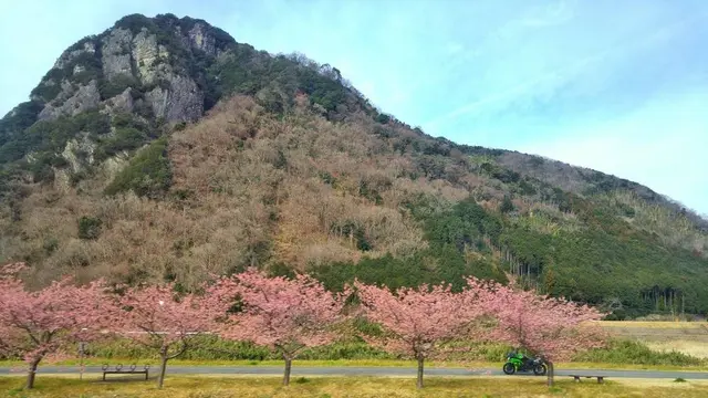 春の伊豆旅行　河津桜祭とまぼろし博覧会と猫の博物館　日帰り