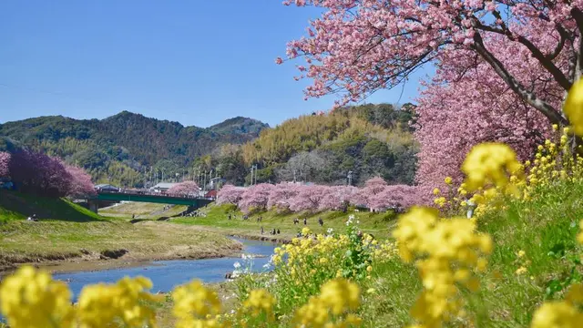春を先取り🌸ふらっと河津桜