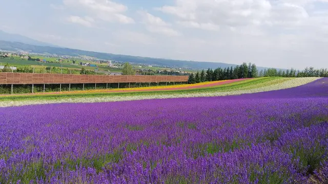 富良野へGoヽ(*´▽)ノ♪