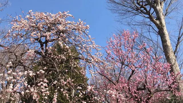 世田谷を梅散歩