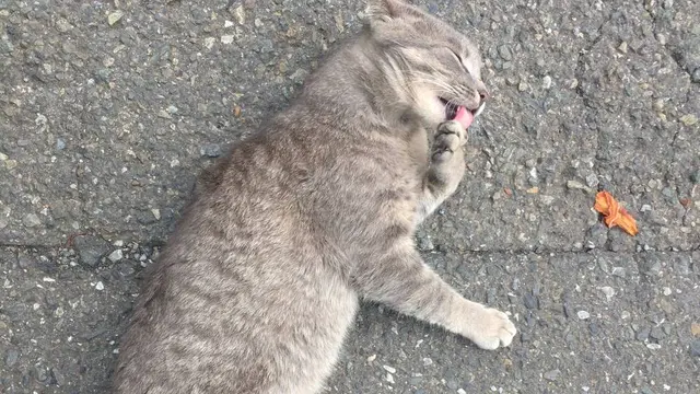 三浦でねこあつめ