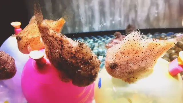 のんびり須磨水族館散策