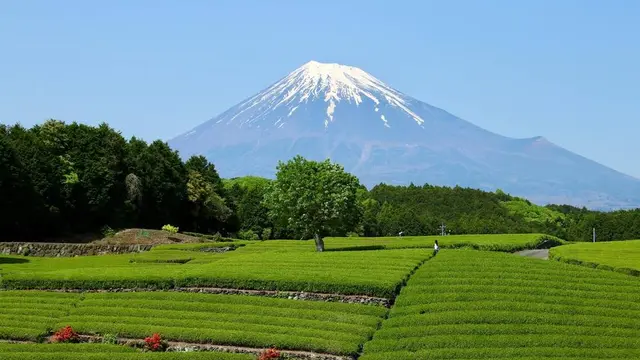 静岡長いぞ箱根旅行