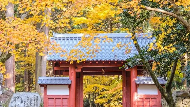 湖東三山紅葉🍁狩ツアー