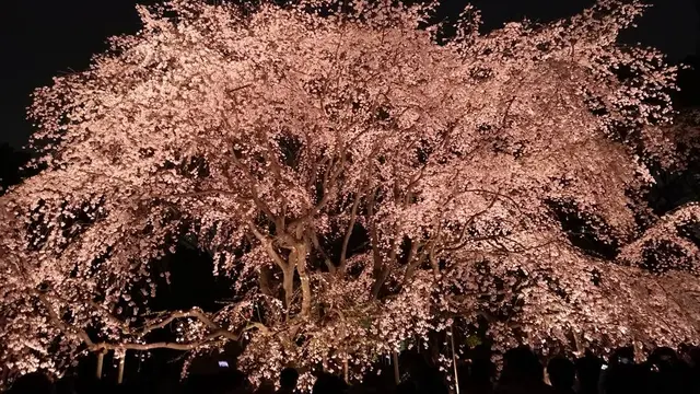 夜桜🌸