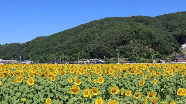 岡山　向日葵畑🌻