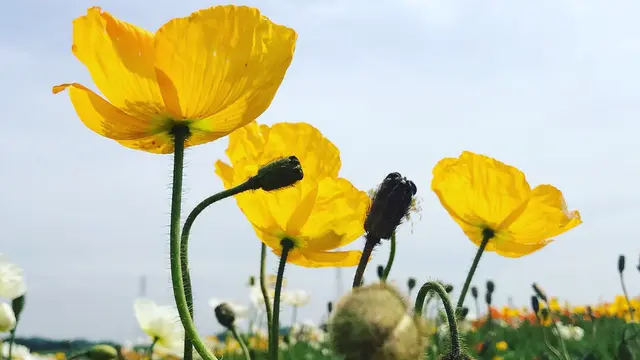 🌻満開のひまわりを求めて…知多半島ドライブ🌻