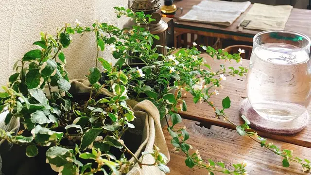札幌のCafe巡り始めました②✨✨