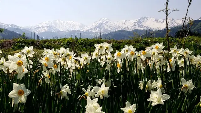 【糸魚川 藤光庵】御朱印と花と手拭いと。