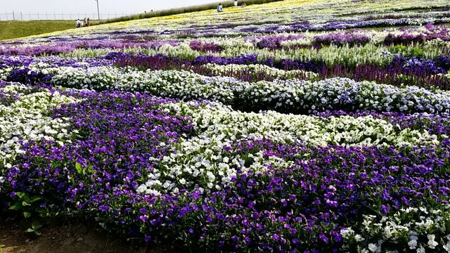 【安曇野 穂高神宮】御朱印と花と手拭いと