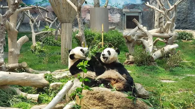 パンダ🐼スパ✨アフタヌーンティー🫖癒しの旅💖マカオ2泊3日