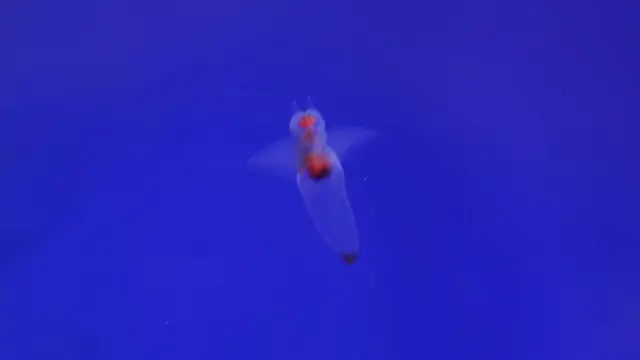 1泊2日🌲網走知床旅