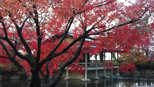 秋の紅葉の名所