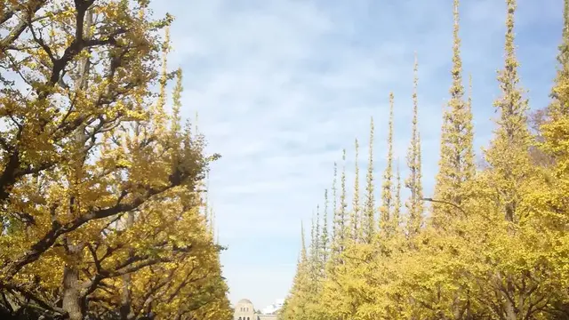 神宮外苑　秋色散歩