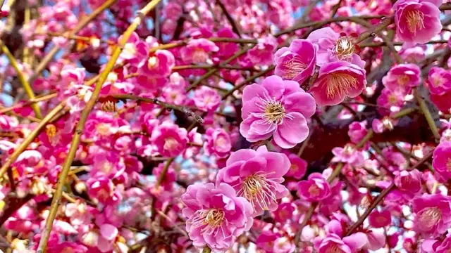 春の花々満喫日帰り旅