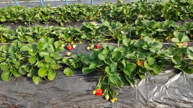 久留米であまおうのいちご狩り♪