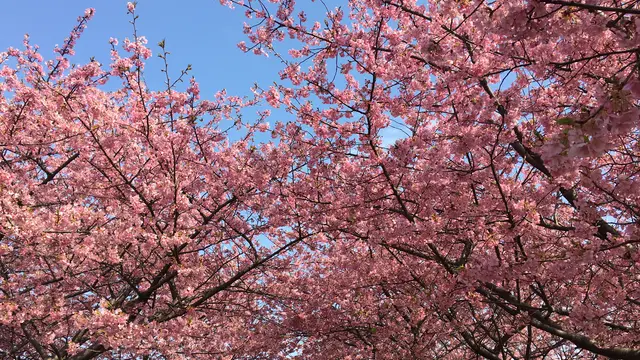 八千代＆佐倉🌸春を先取り🌸