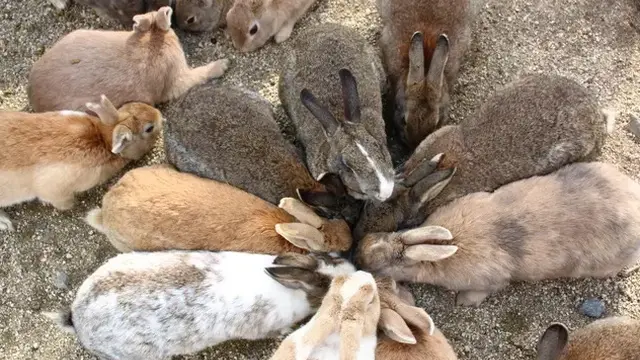 1泊2日🐰うさぎ島と尾道旅