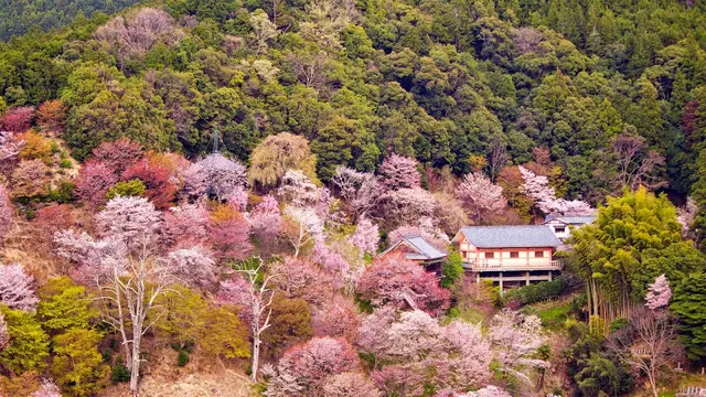 京都・吉野・熊野古道・三社4日間
