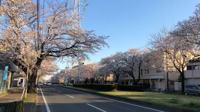 こんな時だから、外で桜を眺めて散歩