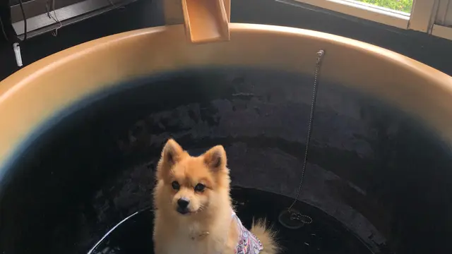 箱根別荘 マロンU´•ﻌ•`Uと一緒ぉ誕生日旅だが、、