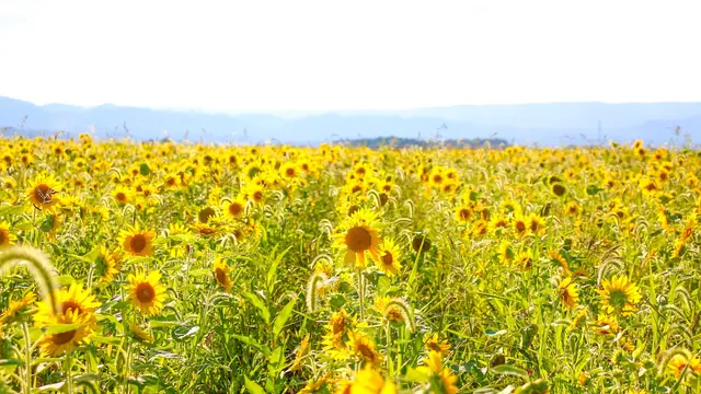 2泊3日🌻日本最北端への旅