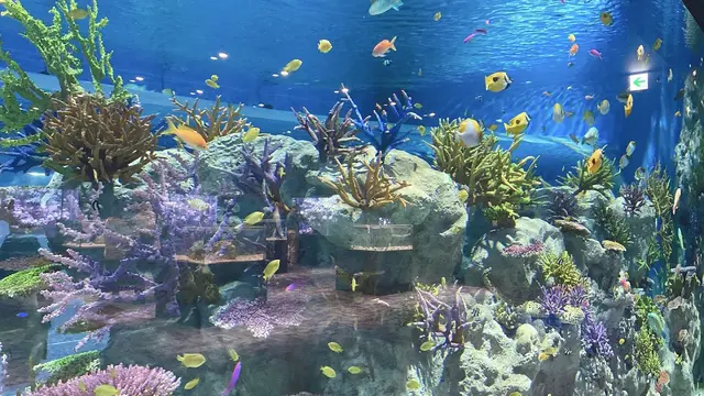DMMかりゆし水族館とビーチを楽しむおでかけプラン