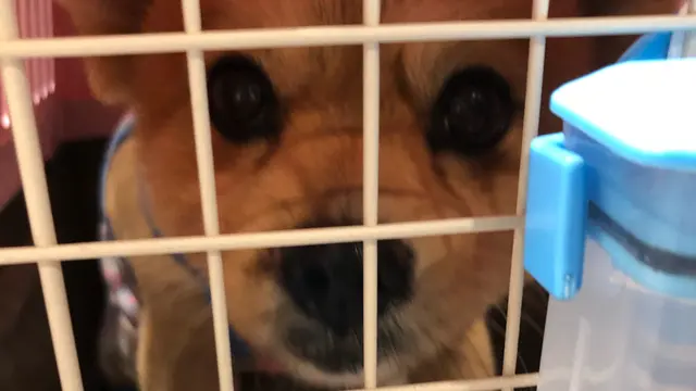 ﾏﾛﾝU´•ﻌ•`Uと離島旅念願の石垣島＆沖縄 9月編12泊