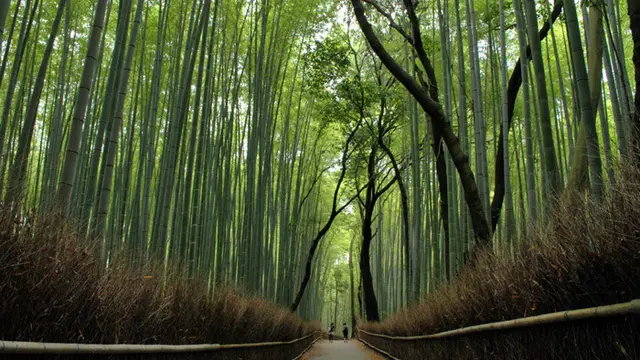 京都嵐山〜竹林を満喫〜