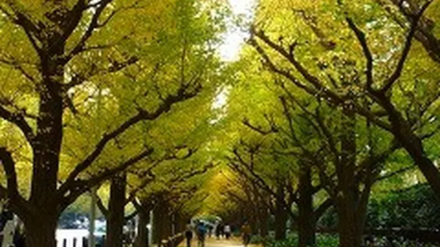 イチョウに誘われ外苑前デザイン建築散歩！