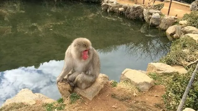 新しい嵐山の楽しみ方?モンキーパークで猿に癒されよう!