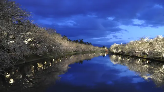 桜の名所は日本全国数あれど 夜桜の美しさと お岩木山とのコラボは絶景
