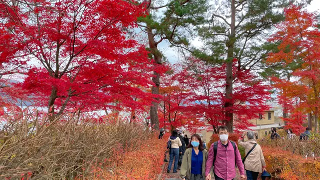山中湖に紅葉見に行く