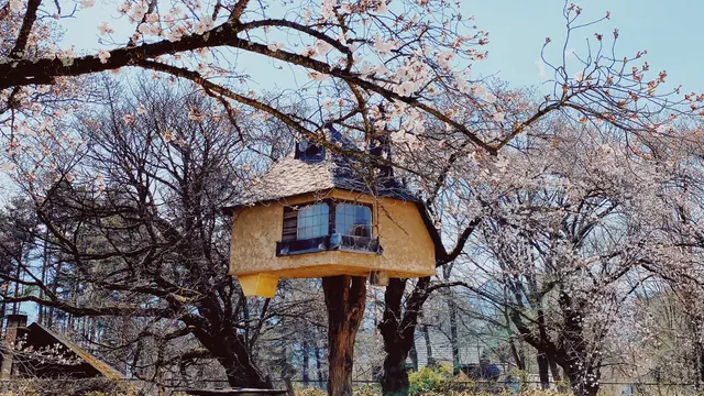 山梨お花見ぶらり旅🌸