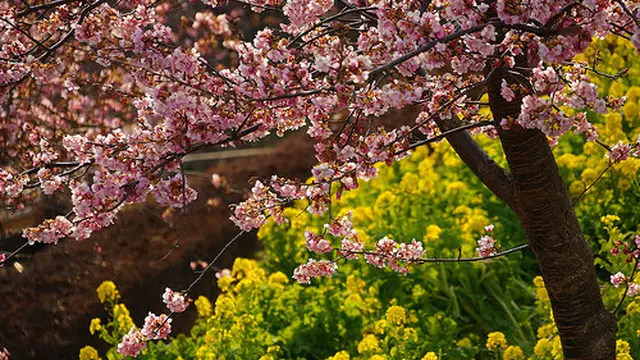 松田山ハーブガーデンで河津桜と菜の花鑑賞！　美味しいピザを食べつつ、釣り堀で一休み♪