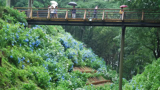 栃木県大田原市「くろばね紫陽花まつり」に行ってきた