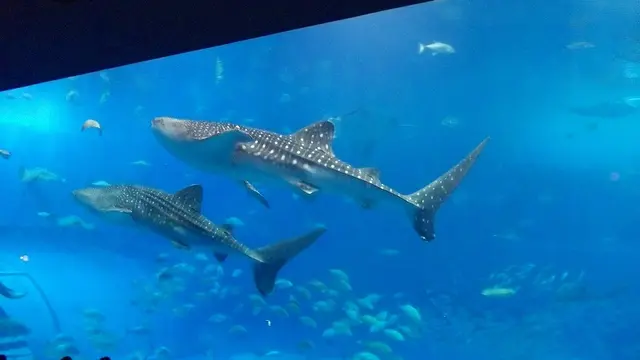 美ら海水族館と瀬底島、そして軽食 木曜館